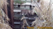 Pratinjau video