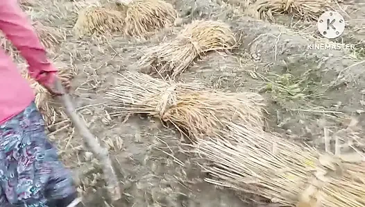 Gehu kat ti huyi female majdoor ki choot chudayi kari doggi style me