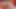 Asılı iri parça olgun puma inanılmaz kedi pulluklar