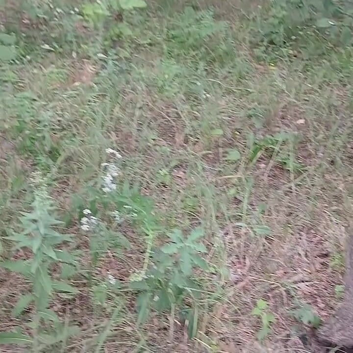 Nuestra tercera novia sigue mirando en el parque para que nadie nos pille teniendo sexo