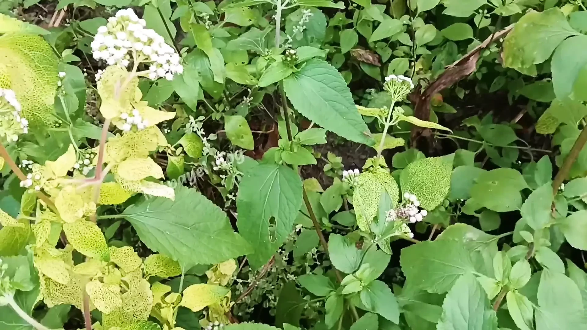 video