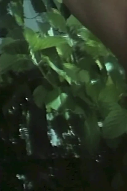Vintage Orgy in the Garden with Hairy Pussies and Big Hard Cock