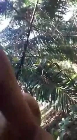 Jungle ride