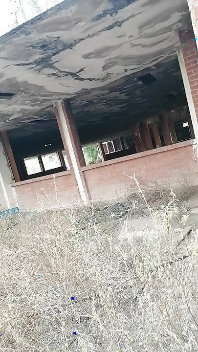 أبحث عن ديك