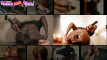 Pregled videozapisa