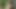 Forest risky blowjob