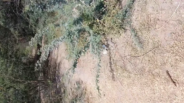 Bridge nichey chudayi outdoor village sex