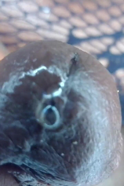 POV Crna debela sissy sjedni i svrši na tebe