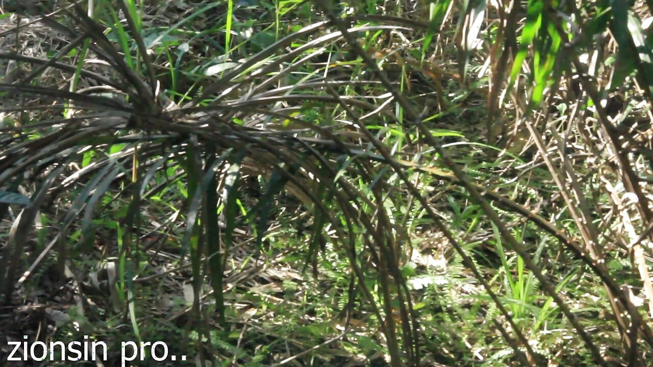 Африканские любовники трахаются в кустах