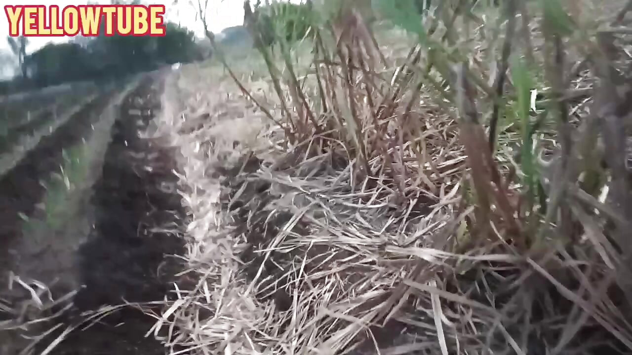 Indiai szabadtéri gyönyörű szabadtéri szórakozás és musti káma szútra