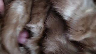 brown mink fur sex
