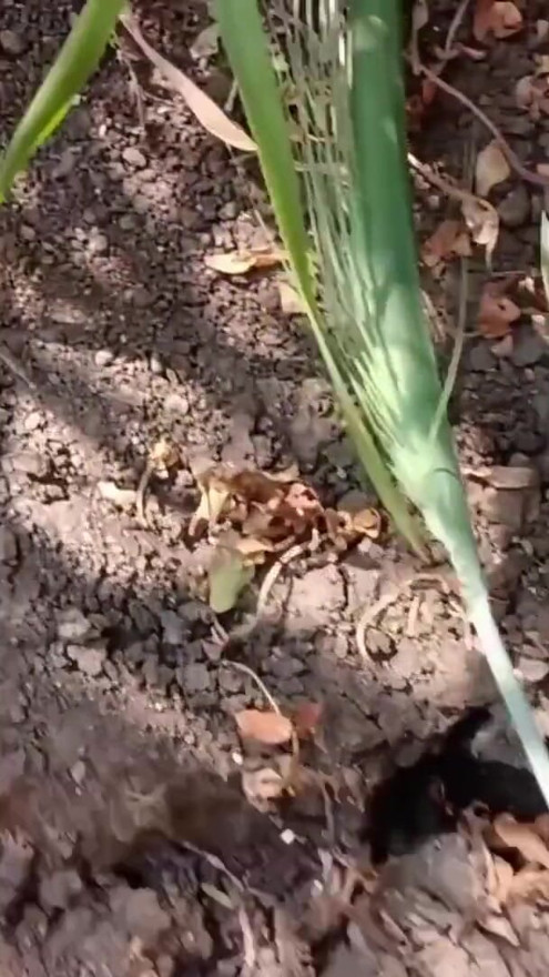 Outdoor sex vedio penish boljob faram lund chusvaiaya | Clip 1