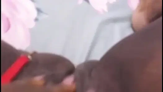 Herkesin orospusu, Baduero, oyuna geri döndü, gel durmadan o amcığı sik.