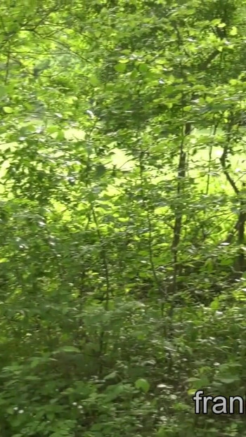 Κυνηγοί πετεινών οργίων στο δάσος με τον Hans Berlin | Κλιπ 1