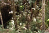 Pratinjau video