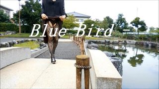 Blauwe vogel