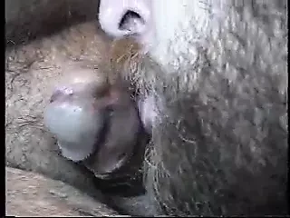 Chubby Bear BJ