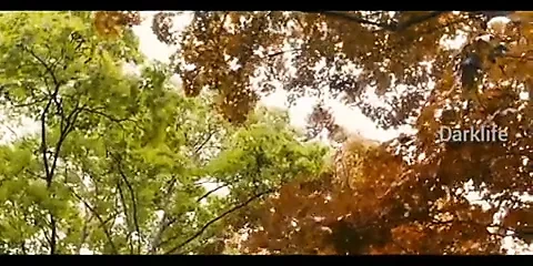 Lesbian Dark Love Story Video