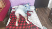 Pregled videozapisa