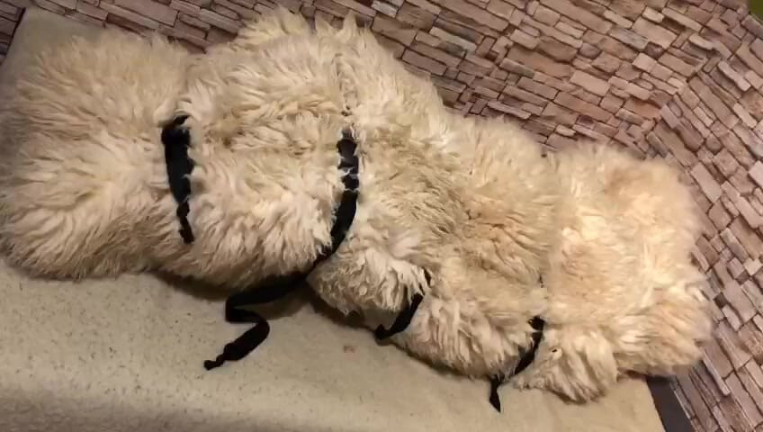 fur orgasm 2