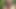 スイミングプールのセクシーな黒檀