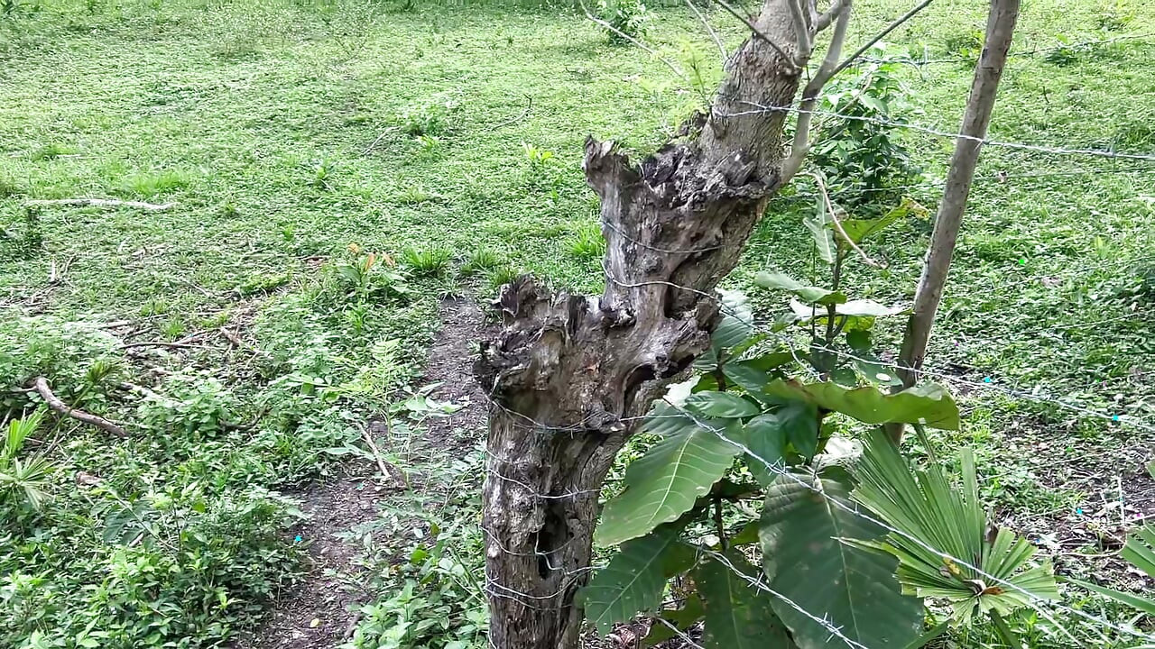 My farmer neighbor wants fresh milk and I offer her mine
