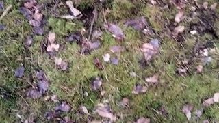 Branlette dans la forêt, heure de mars