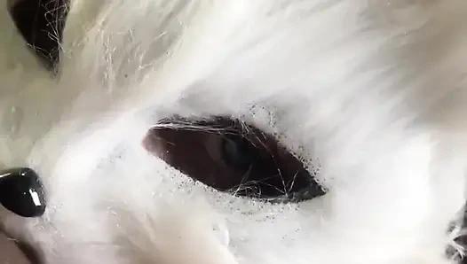 Bugün süt isteyen yaramaz bir kedi yavrusuyum