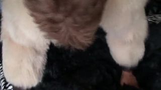 Stuffed into the kitties and sexy hug