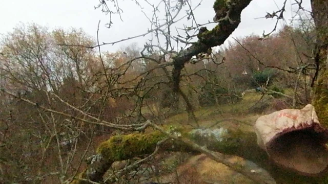 high above in a tree in windy and rainy weather