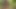 Rare Leopardess Is Said to Hide in This Hunters Forest