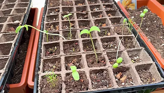 Spring Greenhouse Tour
