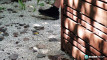 Pratinjau video