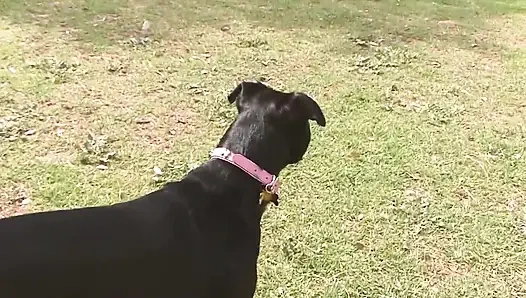 Sie mag muschis, 3_lesbian teen-freunde genießen ihre spielsachen zusammen