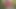 Astolfo Japanese Cosplay Public Masturbation