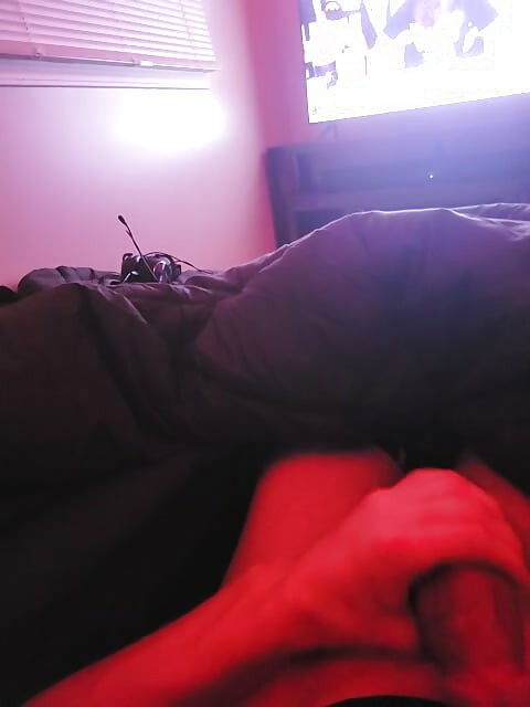 Young stud cock