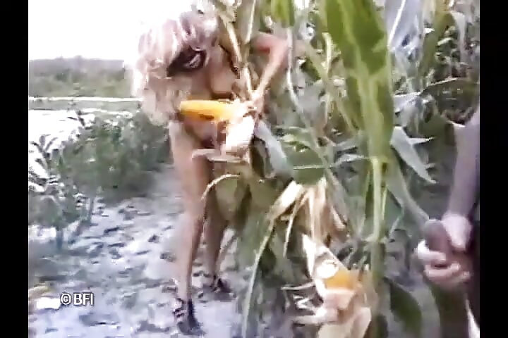 Jagung di tongkol.