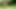 Tiger in forest masturbating with stick