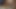 スカンクはうなり声から掘削されます
