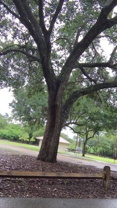 Thot sissy at the park again