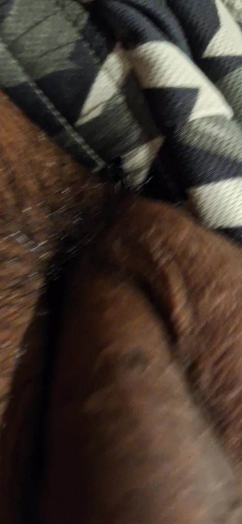 Brown Dick
