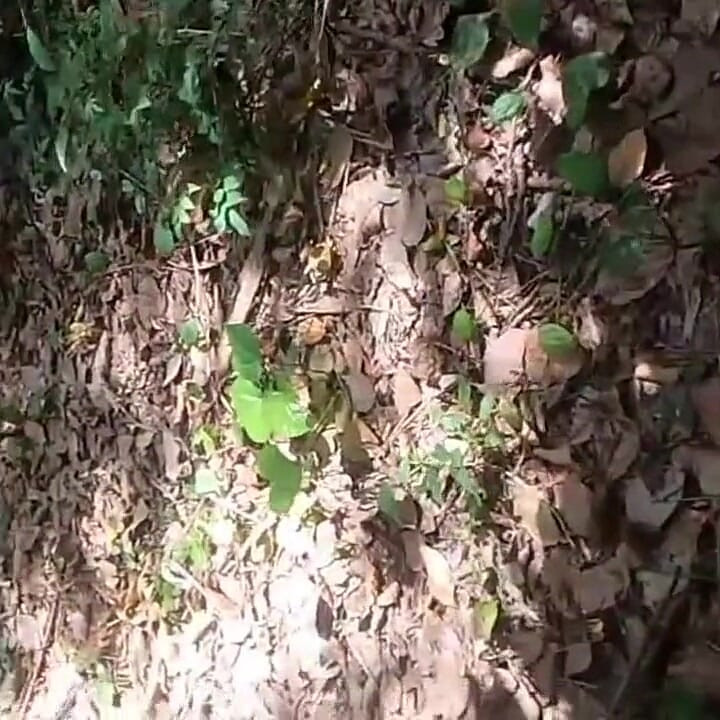 The Wife Got Fucked by Someone Who Came to Clean the Garden While Husband Was at Work