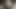 つくし - アニメーションビデオ3D