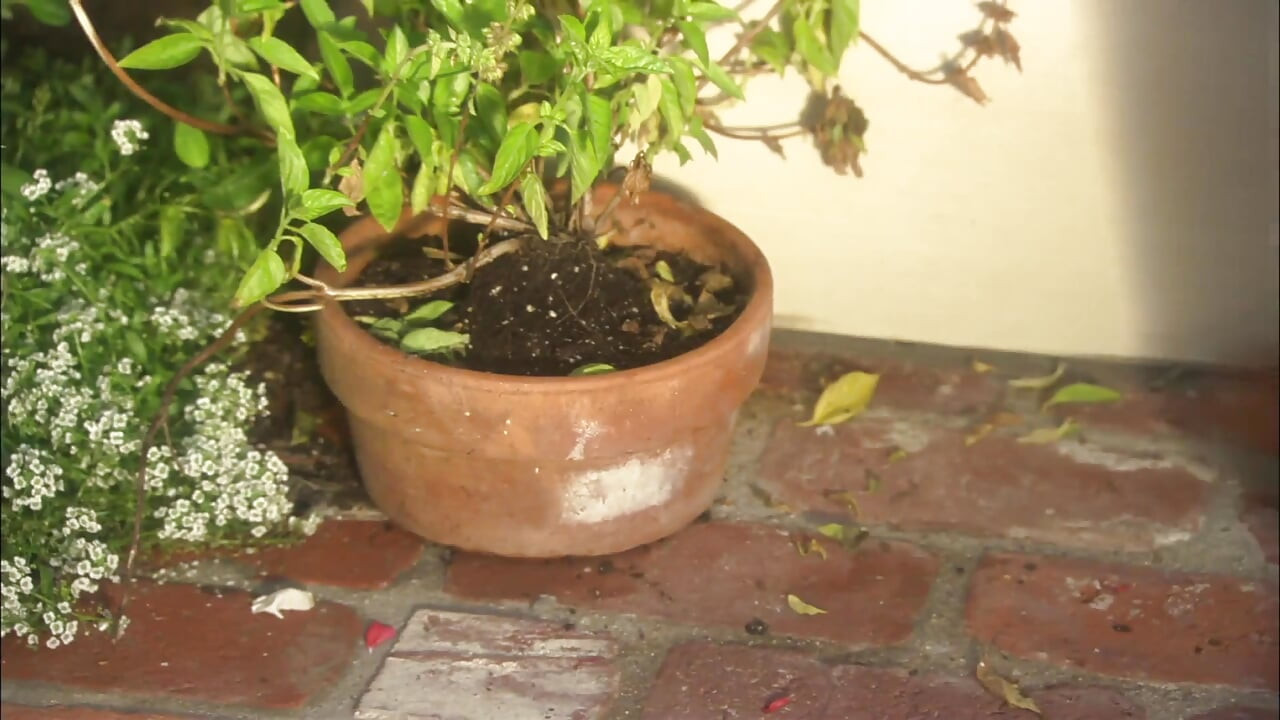 長い髪の恋人は彼自身の家で彼の妻をファック