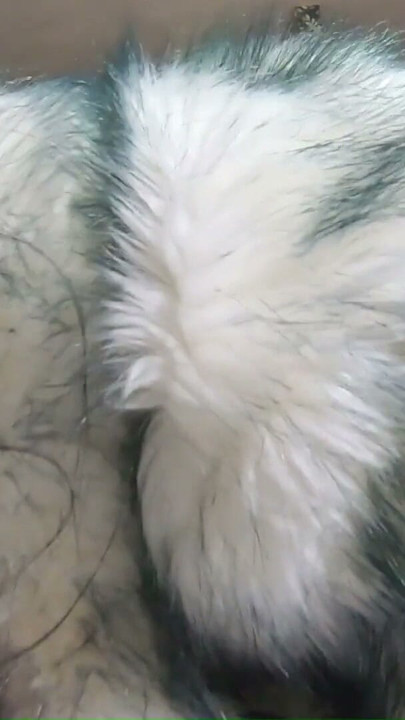 Fur Obsession Continues POV - Çıplak Ellerle El İşi, Derin Oral ve Kürküme Boşalma | Bölüm 1