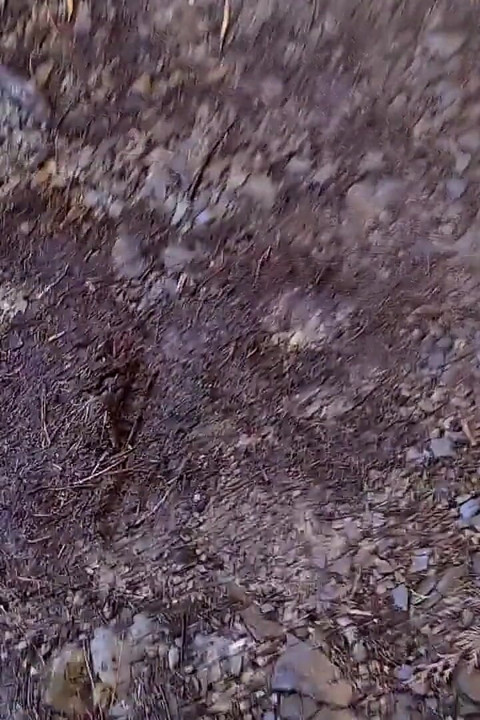 Dirty Handsome Boy Jerks His Delicious Big Cock in the Forest and the Tree Swallows His Cum
