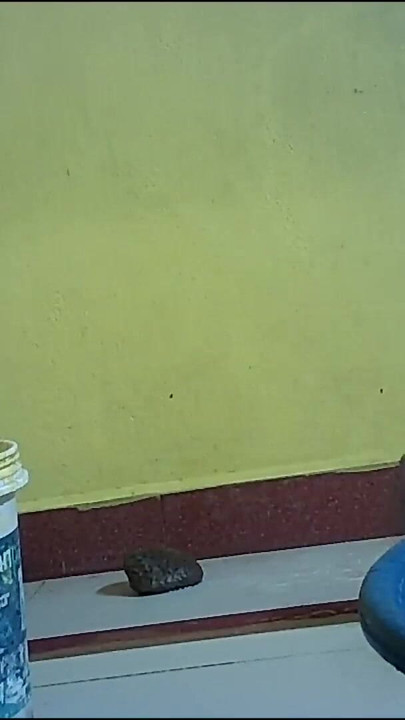 Detik menakjubkan dari "isteri rumah kampung India mandi pantat isteri seksi"