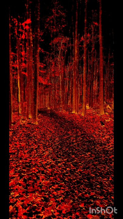 Desnudándose espeluznante arrojó el bosque