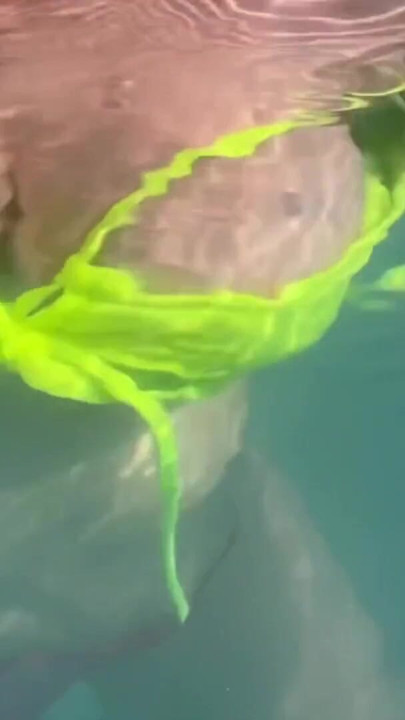 Artemisia Love zeigt ihre saftigen großen titten unter wasser, öffentlichem pool-fetisch voller | Clip 1