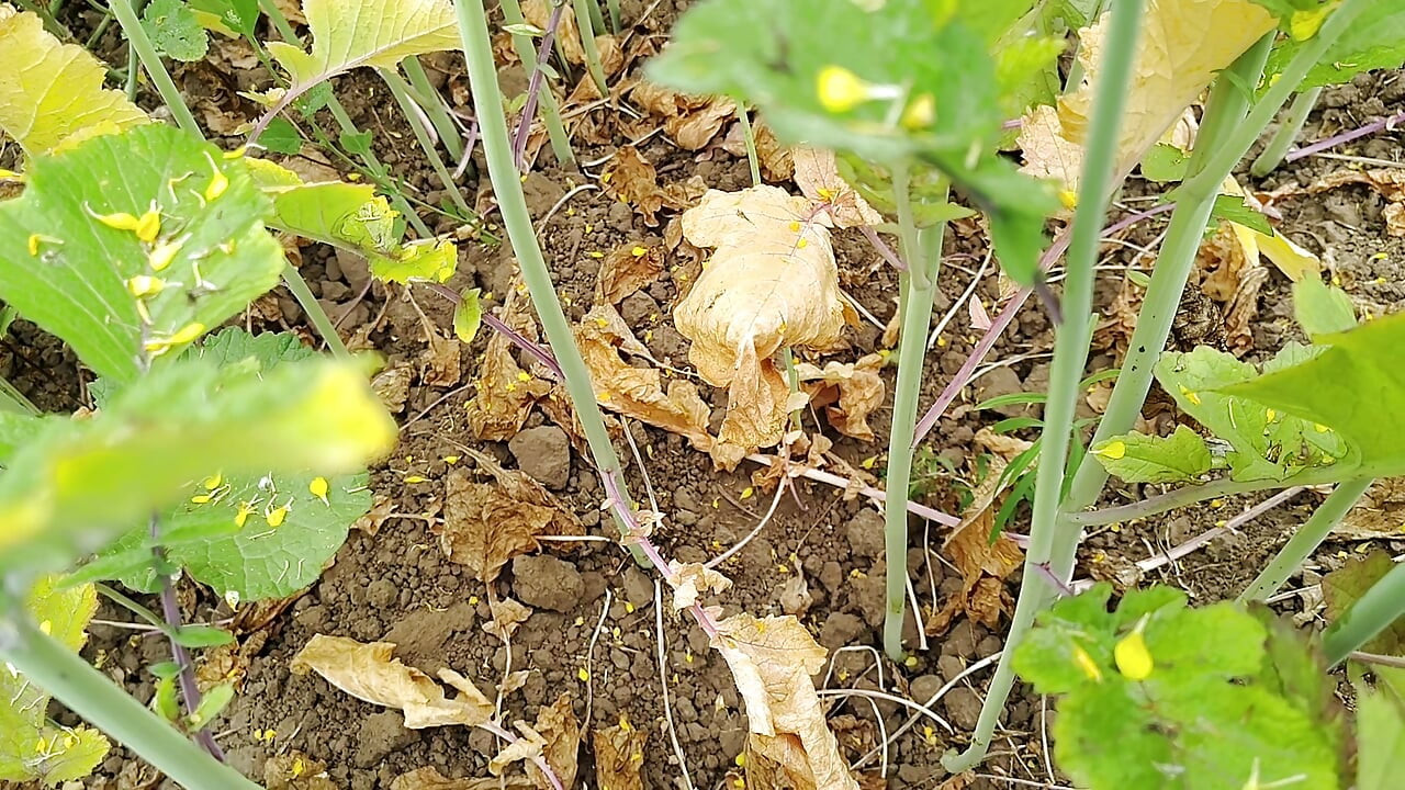 Kheton mein sex karne ka maja hi kuchh aur Hai